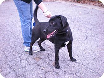 Labrador Retriever Mix Dog for Sale in New Castle, Pennsylvania - Labrador Retriever Mix Dog for Sale in New Castle, Pennsylvania -