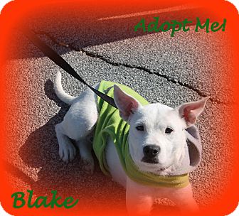 Terrier (Unknown Type, Medium) Mix Dog for Sale in Dry Branch, Georgia - Blake Terrier (Unknown Type, Medium) Mix Dog for Sale in Dry Branch, Georgia - Blake