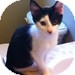 Domestic Shorthair Kitten for Sale in Vancouver, British Columbia - Sunny Moon Domestic Shorthair Kitten for Sale in Vancouver, British Columbia - Sunny Moon