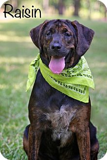 Hound (Unknown Type) Mix Dog for Sale in Wilmington, Delaware - Raisin Hound (Unknown Type) Mix Dog for Sale in Wilmington, Delaware - Raisin