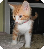 Domestic Shorthair Kitten for Sale in Shelton, Washington - Addison Domestic Shorthair Kitten for Sale in Shelton, Washington - Addison