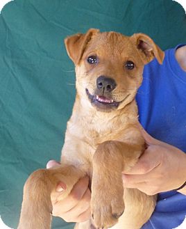 Pug/Beagle Mix Puppy for Sale in Oviedo, Florida - Jax Pug/Beagle Mix Puppy for Sale in Oviedo, Florida - Jax