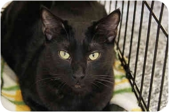 Domestic Shorthair Cat for Sale in La Canada Flintridge, California - Tater Domestic Shorthair Cat for Sale in La Canada Flintridge, California - Tater