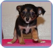 Chihuahua Mix Puppy for Sale in Allentown, Pennsylvania - Opal Chihuahua Mix Puppy for Sale in Allentown, Pennsylvania - Opal