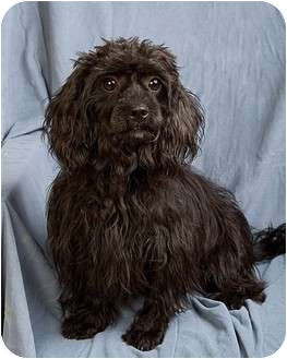 Shih Tzu/Poodle (Toy or Tea Cup) Mix Dog for Sale in Anna, Illinois - SPRITZIE Shih Tzu/Poodle (Toy or Tea Cup) Mix Dog for Sale in Anna, Illinois - SPRITZIE