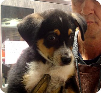 Australian Cattle Dog/Husky Mix Puppy for Sale in hagerstown, Maryland - Atlas Australian Cattle Dog/Husky Mix Puppy for Sale in hagerstown, Maryland - Atlas