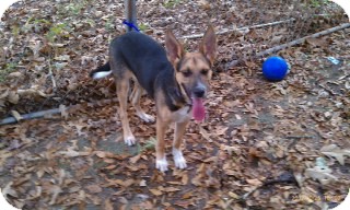 German Shepherd Dog Mix Puppy for Sale in Greeneville, Tennessee - Ty German Shepherd Dog Mix Puppy for Sale in Greeneville, Tennessee - Ty