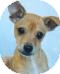 Terrier (Unknown Type, Small) Mix Puppy for Sale in Red Bluff, California - Storrey Terrier (Unknown Type, Small) Mix Puppy for Sale in Red Bluff, California - Storrey