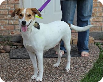 Labrador Retriever/Jack Russell Terrier Mix Dog for Sale in Porter, Texas - Sugar Labrador Retriever/Jack Russell Terrier Mix Dog for Sale in Porter, Texas - Sugar