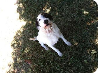 Airedale Terrier/Pointer Mix Dog for Sale in Indian Trail, North Carolina - Starsky Airedale Terrier/Pointer Mix Dog for Sale in Indian Trail, North Carolina - Starsky