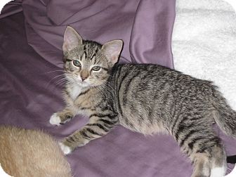 Domestic Shorthair Kitten for Sale in Speonk, New York - Heather Domestic Shorthair Kitten for Sale in Speonk, New York - Heather