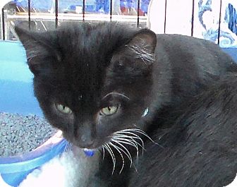 Domestic Shorthair Kitten for Sale in temecula, California - morris Domestic Shorthair Kitten for Sale in temecula, California - morris