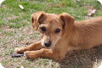 Dachshund/Chihuahua Mix Puppy for Sale in Bedminster, New Jersey - Tootles Dachshund/Chihuahua Mix Puppy for Sale in Bedminster, New Jersey - Tootles