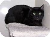 Domestic Shorthair Cat for Sale in West Dundee, Illinois - Pablo Domestic Shorthair Cat for Sale in West Dundee, Illinois - Pablo