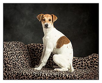 Terrier (Unknown Type, Small) Mix Dog for Sale in Owensboro, Kentucky - Joy Terrier (Unknown Type, Small) Mix Dog for Sale in Owensboro, Kentucky - Joy
