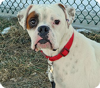 Boxer Mix Dog for Sale in Cheyenne, Wyoming - Petey Boxer Mix Dog for Sale in Cheyenne, Wyoming - Petey
