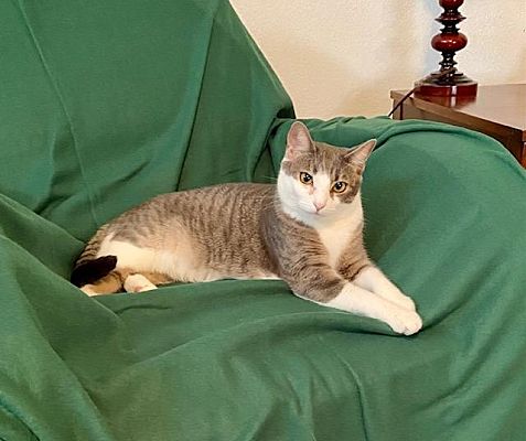 San Antonio TX Tabby Meet Sophie A Pet For Adoption AdoptaPet