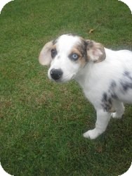 Australian Shepherd/Beagle Mix Puppy for Sale in Marlton, New Jersey - Chloe Australian Shepherd/Beagle Mix Puppy for Sale in Marlton, New Jersey - Chloe