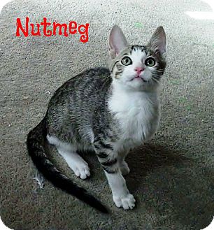 Domestic Shorthair Kitten for Sale in Simi Valley, California - Nutmeg Domestic Shorthair Kitten for Sale in Simi Valley, California - Nutmeg