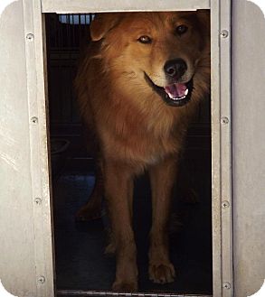 Chow Chow/Golden Retriever Mix Dog for Sale in San Diego, California - Benjamin Urgent Chow Chow/Golden Retriever Mix Dog for Sale in San Diego, California - Benjamin Urgent
