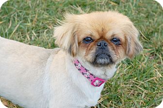Pekingese Dog for Sale in London, Kentucky - Mona Pekingese Dog for Sale in London, Kentucky - Mona