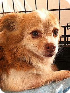 Chihuahua Dog for Sale in Gainesville, Florida - Heidi Chihuahua Dog for Sale in Gainesville, Florida - Heidi