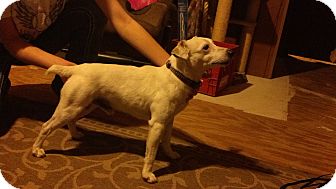 Jack Russell Terrier Mix Dog for Sale in McLoud, Oklahoma - SPIKE Jack Russell Terrier Mix Dog for Sale in McLoud, Oklahoma - SPIKE