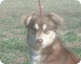 Australian Shepherd Mix Puppy for Sale in Spring Valley, New York - Banjo Australian Shepherd Mix Puppy for Sale in Spring Valley, New York - Banjo