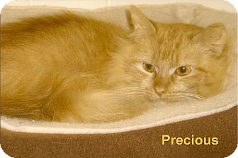 Domestic Longhair Cat for Sale in Medway, Massachusetts - Precious Domestic Longhair Cat for Sale in Medway, Massachusetts - Precious