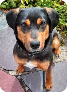 Shepherd (Unknown Type) Mix Dog for Sale in Loudonville, New York - Axel Shepherd (Unknown Type) Mix Dog for Sale in Loudonville, New York - Axel