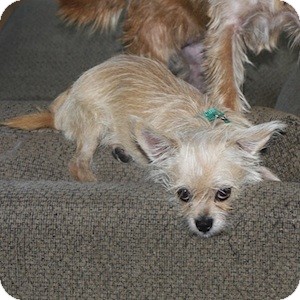 Cairn Terrier Mix Dog for Sale in Phoenix, Arizona - Triscuit Cairn Terrier Mix Dog for Sale in Phoenix, Arizona - Triscuit