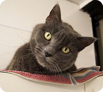Russian Blue Cat for Sale in Colorado Springs, Colorado - Lanah Russian Blue Cat for Sale in Colorado Springs, Colorado - Lanah