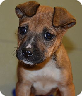 Boxer/Shepherd (Unknown Type) Mix Puppy for Sale in Glastonbury, Connecticut - Pippy- meet me! Boxer/Shepherd (Unknown Type) Mix Puppy for Sale in Glastonbury, Connecticut - Pippy- meet me!