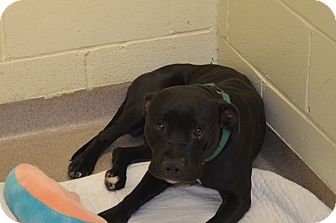 American Pit Bull Terrier Mix Dog for Sale in New cumberland, West Virginia - Elliot American Pit Bull Terrier Mix Dog for Sale in New cumberland, West Virginia - Elliot
