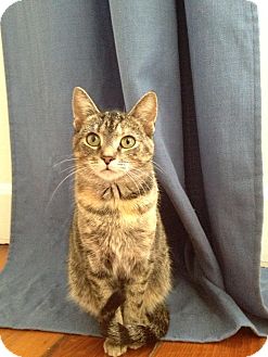 Domestic Shorthair Cat for Sale in Baltimore, Maryland - Sonya Blade Domestic Shorthair Cat for Sale in Baltimore, Maryland - Sonya Blade