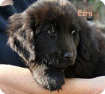 Newfoundland/Basset Hound Mix Puppy for Sale in Danbury, Connecticut - Ezra ADOPTION PENDING Newfoundland/Basset Hound Mix Puppy for Sale in Danbury, Connecticut - Ezra ADOPTION PENDING