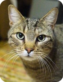 Domestic Shorthair Cat for Sale in Medford, Massachusetts - Mystik Domestic Shorthair Cat for Sale in Medford, Massachusetts - Mystik