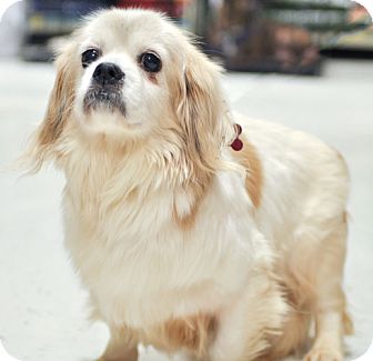 Tibetan Spaniel Mix Dog for Sale in Howell, Michigan - Jenny Tibetan Spaniel Mix Dog for Sale in Howell, Michigan - Jenny