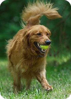 Golden Retriever Dog for Sale in White River Junction, Vermont - Hunter Golden Retriever Dog for Sale in White River Junction, Vermont - Hunter
