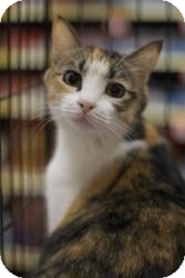 Domestic Shorthair Cat for Sale in Sacramento, California - Peanut Domestic Shorthair Cat for Sale in Sacramento, California - Peanut