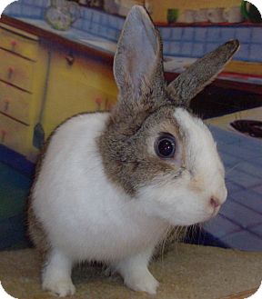 Dwarf Mix for Sale in Foster, Rhode Island - Moki Dwarf Mix for Sale in Foster, Rhode Island - Moki