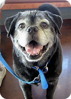Pug Mix Dog for Sale in Chandler, Arizona - Sarge Pug Mix Dog for Sale in Chandler, Arizona - Sarge