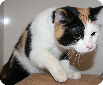 Domestic Shorthair Cat for Sale in Edmonton, Alberta - Wish Domestic Shorthair Cat for Sale in Edmonton, Alberta - Wish