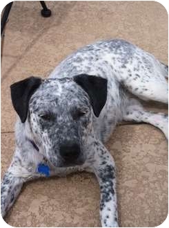 Australian Cattle Dog/Dalmatian Mix Dog for Sale in Scottsdale, Arizona - Utah Jane Australian Cattle Dog/Dalmatian Mix Dog for Sale in Scottsdale, Arizona - Utah Jane
