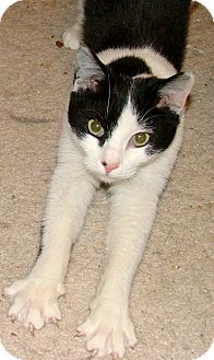 Domestic Shorthair Kitten for Sale in Chattanooga, Tennessee - Maxx Domestic Shorthair Kitten for Sale in Chattanooga, Tennessee - Maxx