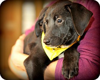 Treeing Walker Coonhound/Labrador Retriever Mix Puppy for Sale in Sparta, New Jersey - Hershey Treeing Walker Coonhound/Labrador Retriever Mix Puppy for Sale in Sparta, New Jersey - Hershey