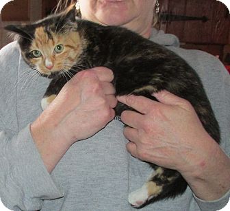 Domestic Shorthair Kitten for Sale in Acme, Pennsylvania - Leynia Domestic Shorthair Kitten for Sale in Acme, Pennsylvania - Leynia