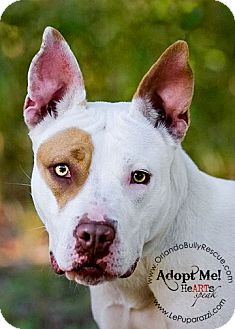 American Pit Bull Terrier Mix Puppy for Sale in Orlando, Florida - Diamond American Pit Bull Terrier Mix Puppy for Sale in Orlando, Florida - Diamond