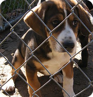 Beagle/Hound (Unknown Type) Mix Puppy for Sale in manasquam, New Jersey - Baxter Beagle/Hound (Unknown Type) Mix Puppy for Sale in manasquam, New Jersey - Baxter