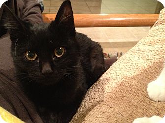 Domestic Shorthair Kitten for Sale in East Hanover, New Jersey - Panda Domestic Shorthair Kitten for Sale in East Hanover, New Jersey - Panda